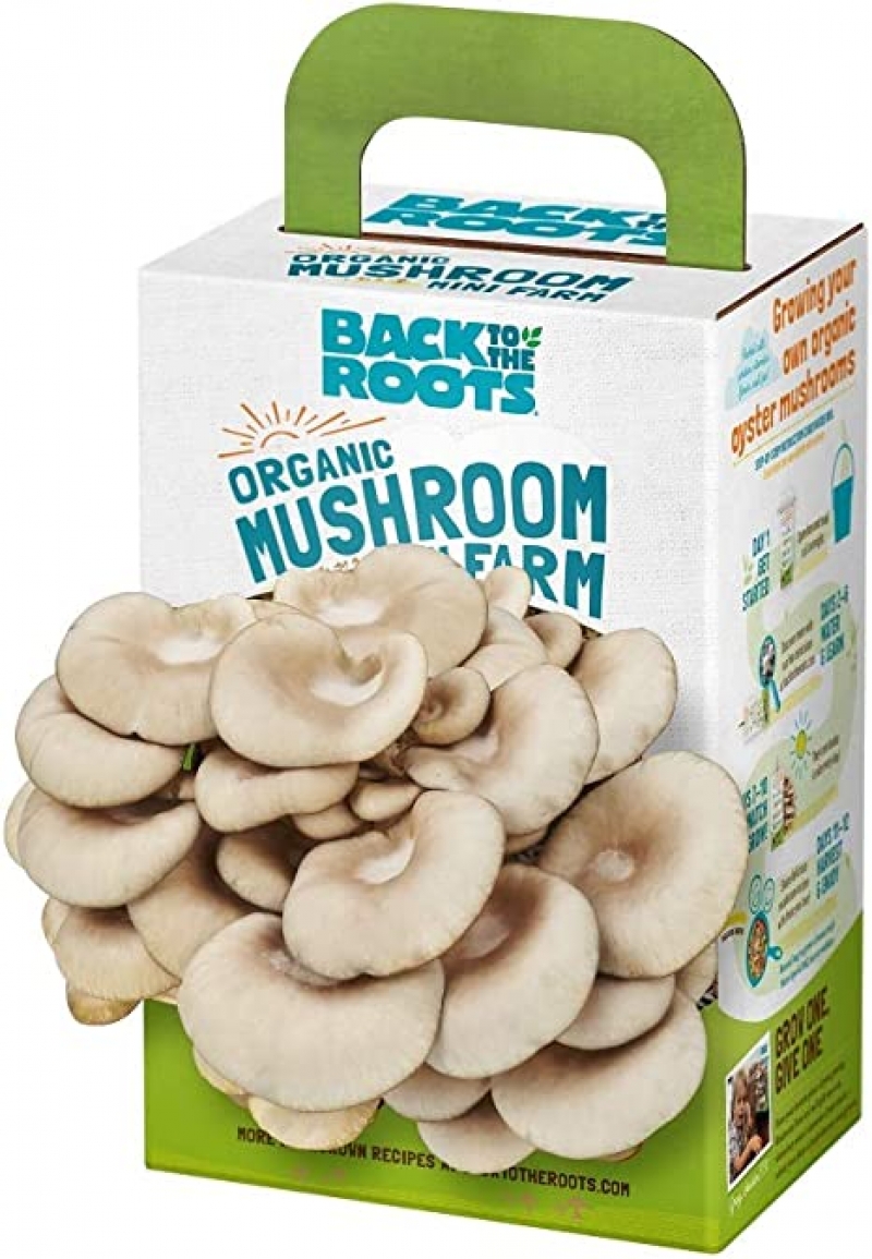 ihocon: Back to the Roots Organic Mini Mushroom Grow Kit 有機迷你蘑菇種植盒